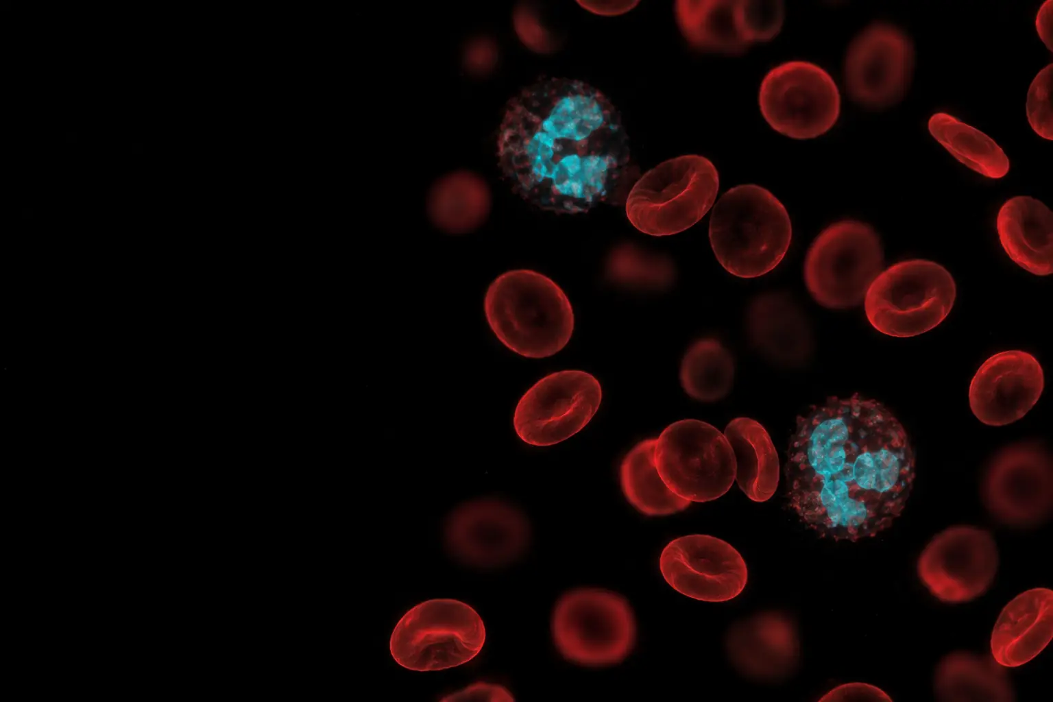 Fluorescence micrograph: a blood smear, red blood cells and two white blood cells with lobed cyan nuclei