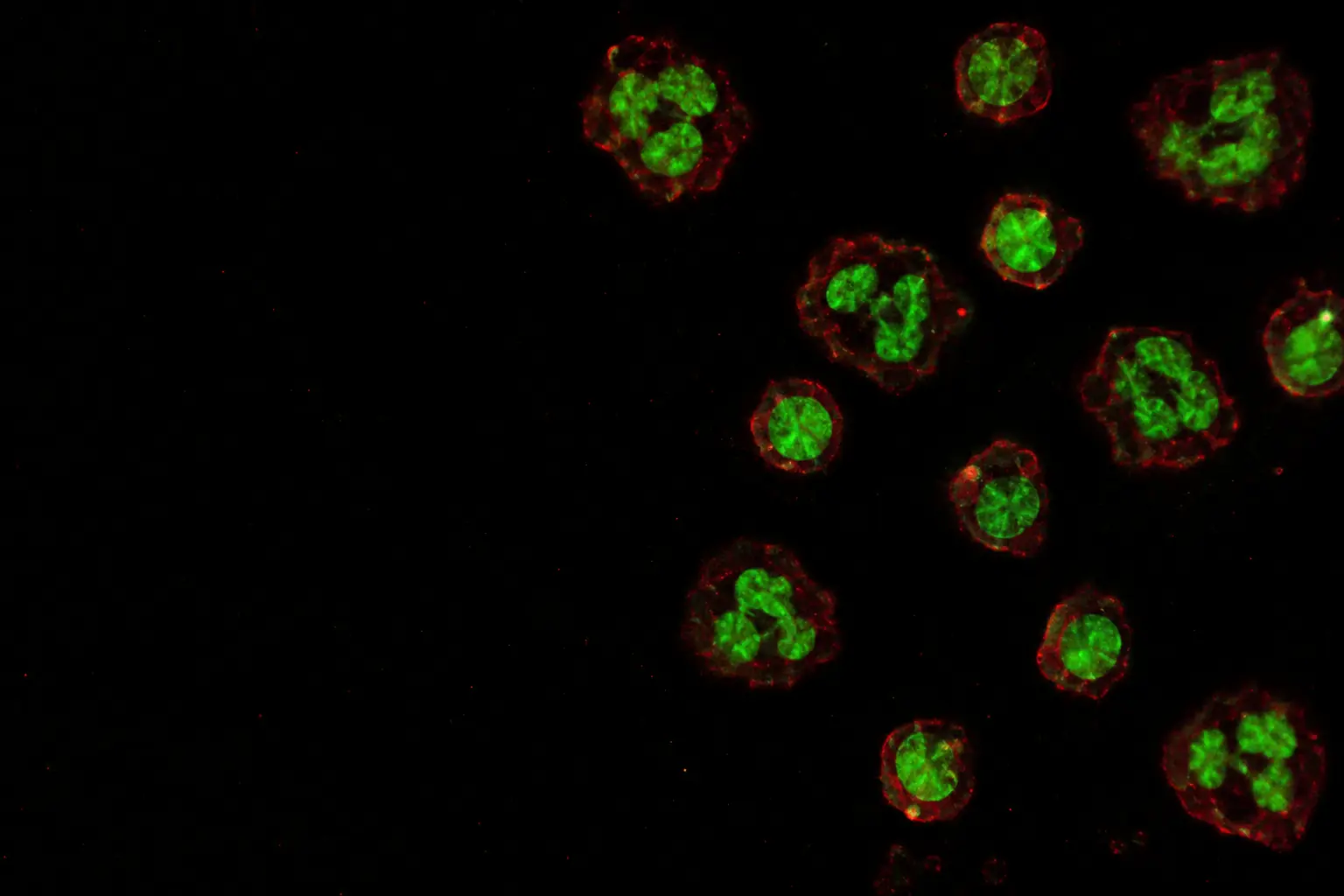 Fluorescence micrograph: white blood cells, the cells an epigenetic clock reads, with lobed and round nuclei in green