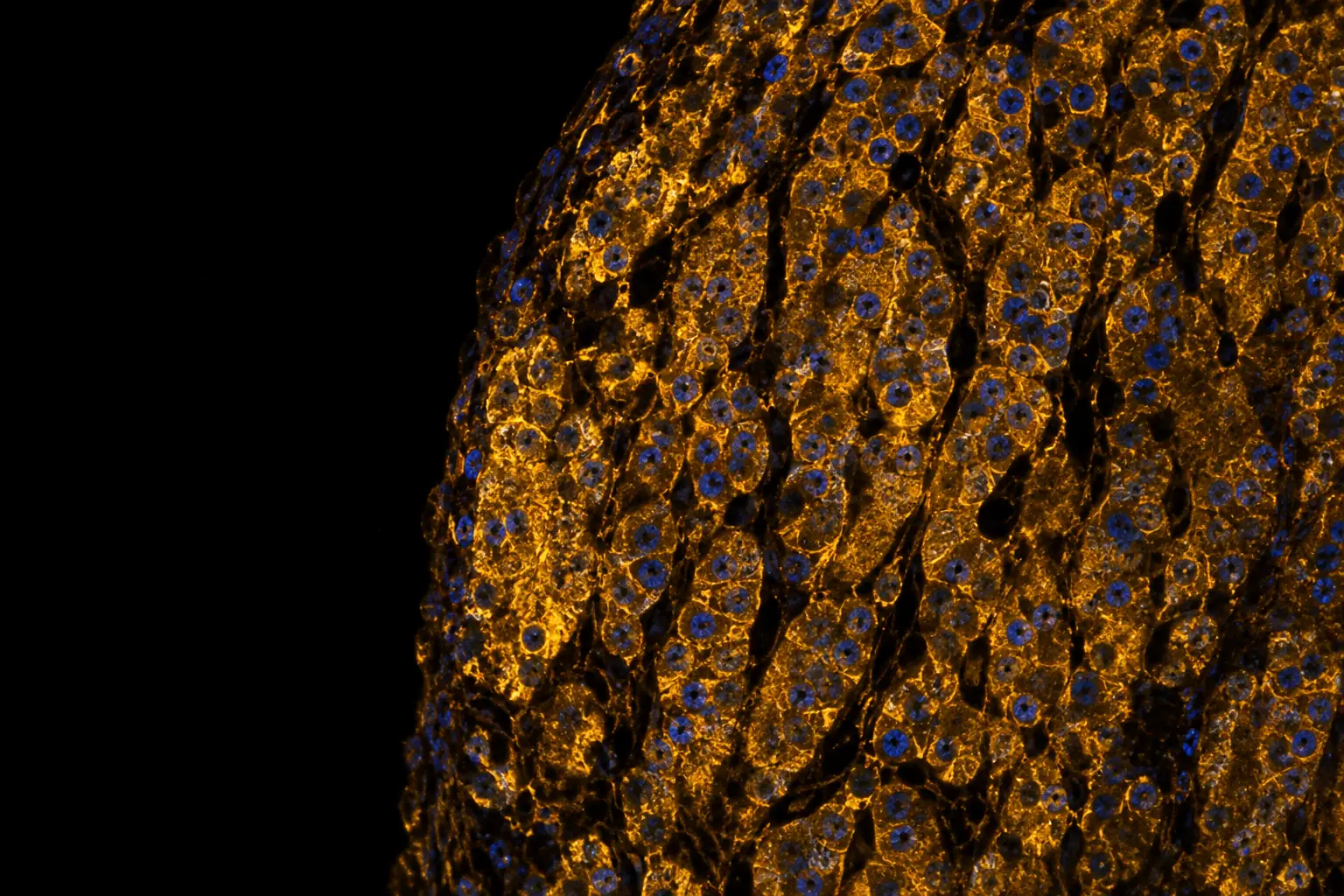 Fluorescence micrograph: section of adrenal cortex tissue