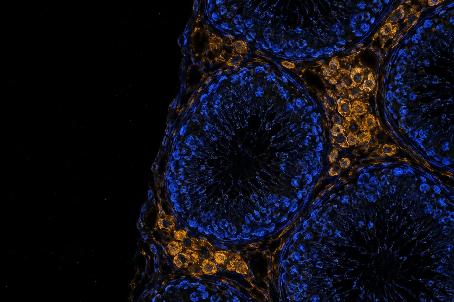 Fluorescence micrograph: cross-section of testicular seminiferous tubules