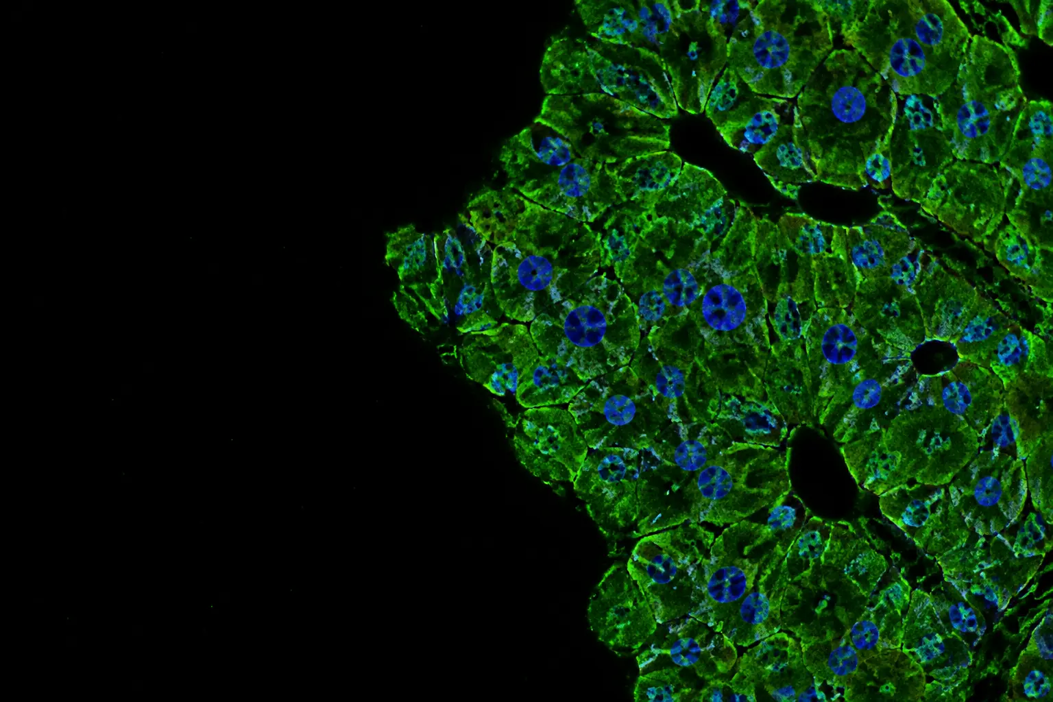 Fluorescence micrograph: liver hepatocytes with cytoplasm stained soft green and nuclei in blue