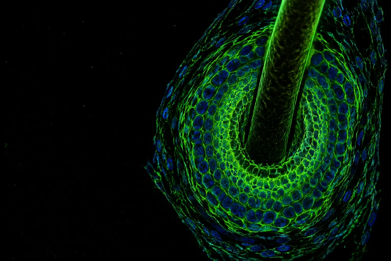 Fluorescence micrograph: cross-section of a human hair follicle
