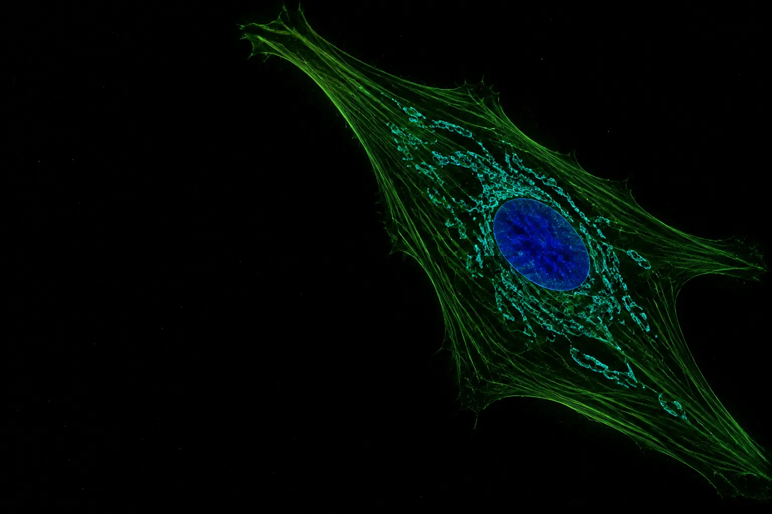 Fluorescence micrograph: single human fibroblast with its nucleus in blue