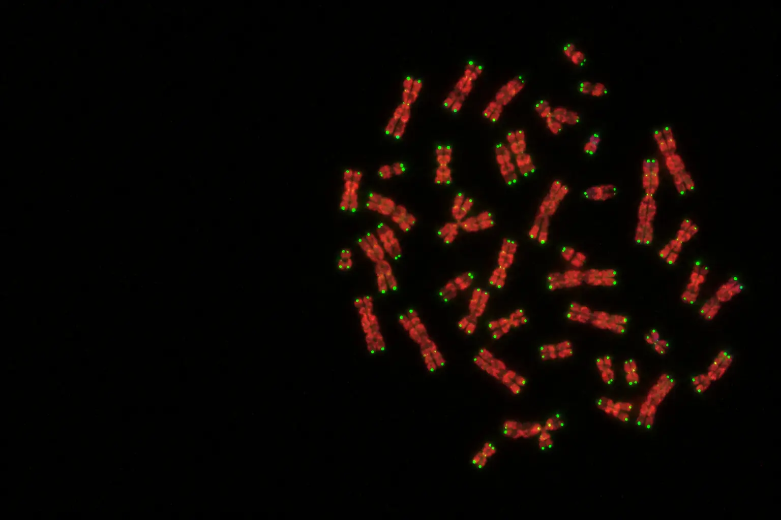 Fluorescence micrograph: chromosomes in red with green telomere signals at their tips