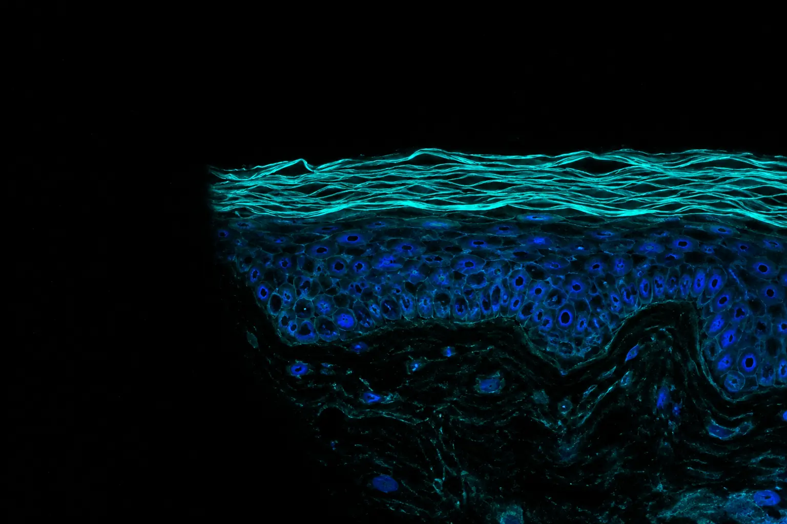 Fluorescence micrograph: cross-section of the skin barrier, cyan cornified layers over living cells with blue nuclei