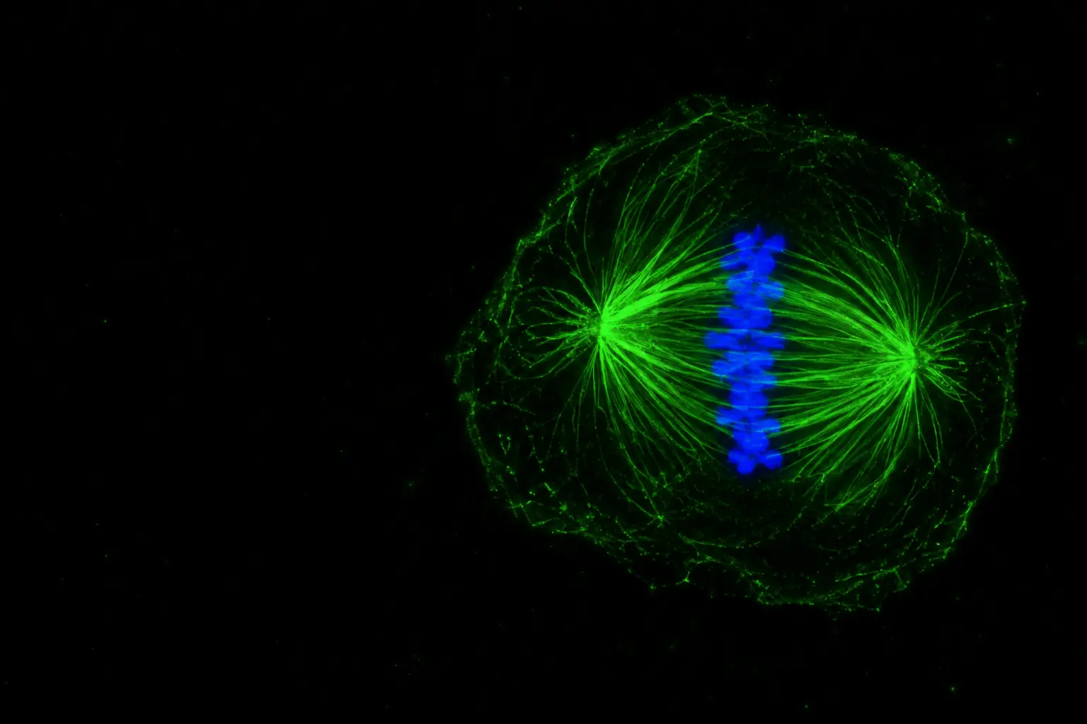 Fluorescence micrograph: single human cell dividing in mitosis: chromosomes aligned in blue