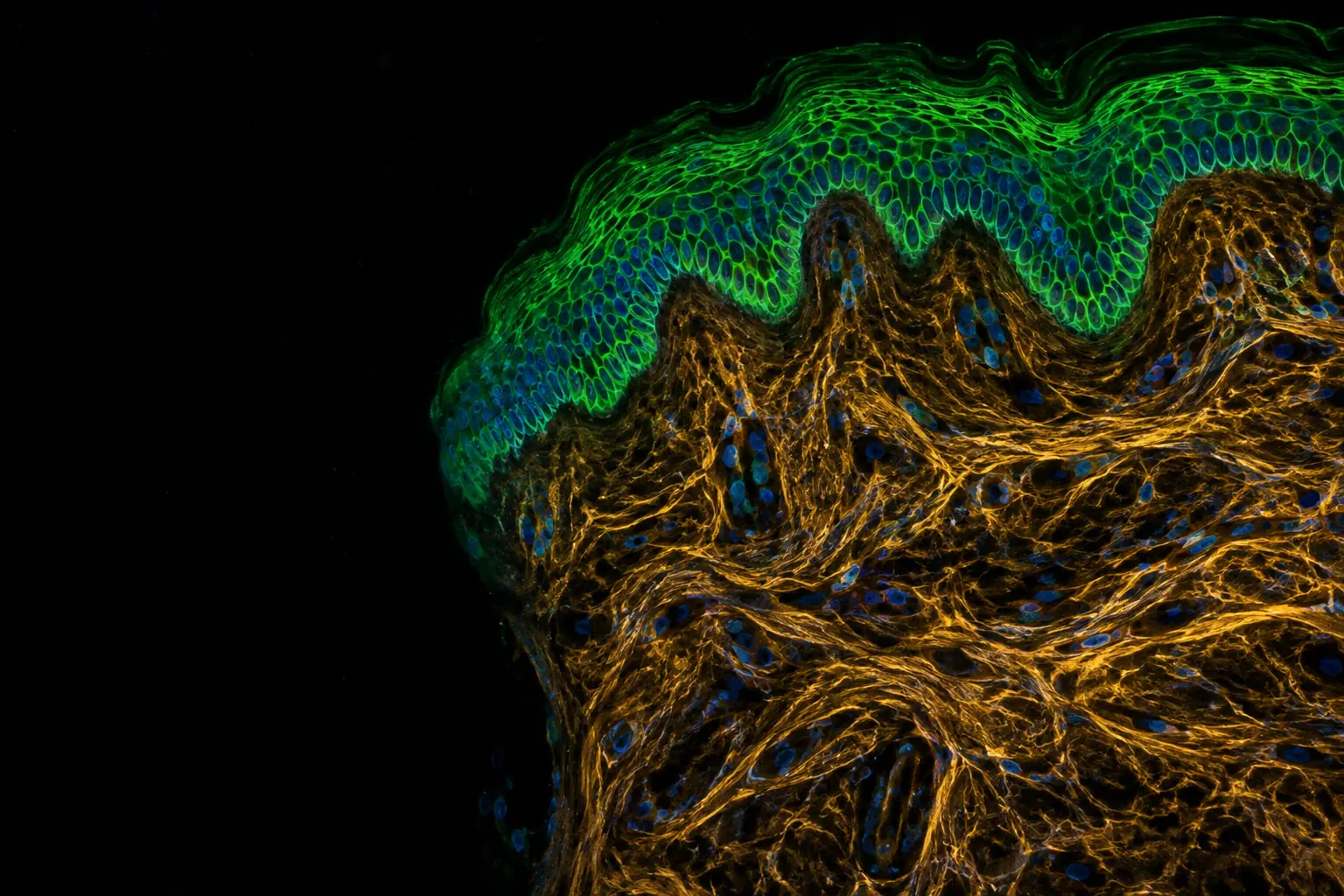 Fluorescence micrograph: cross-section of human skin: epidermal layers stained green over a dermis of collagen fibres in faint amber