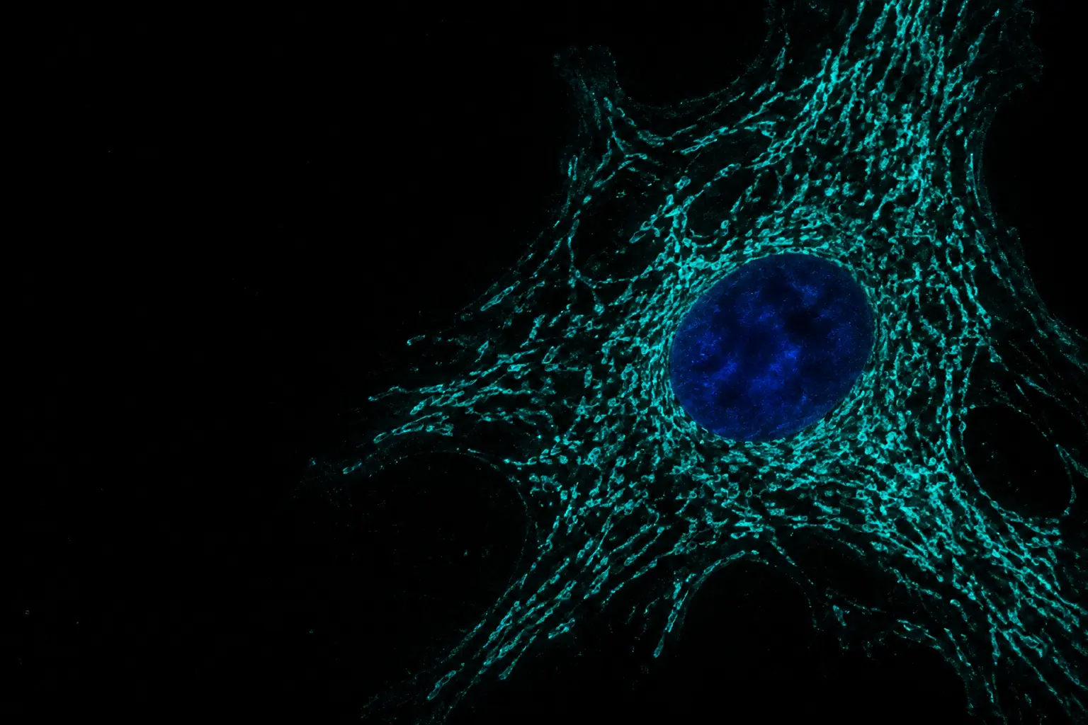 Fluorescence micrograph: the mitochondrial network of a human cell stained teal