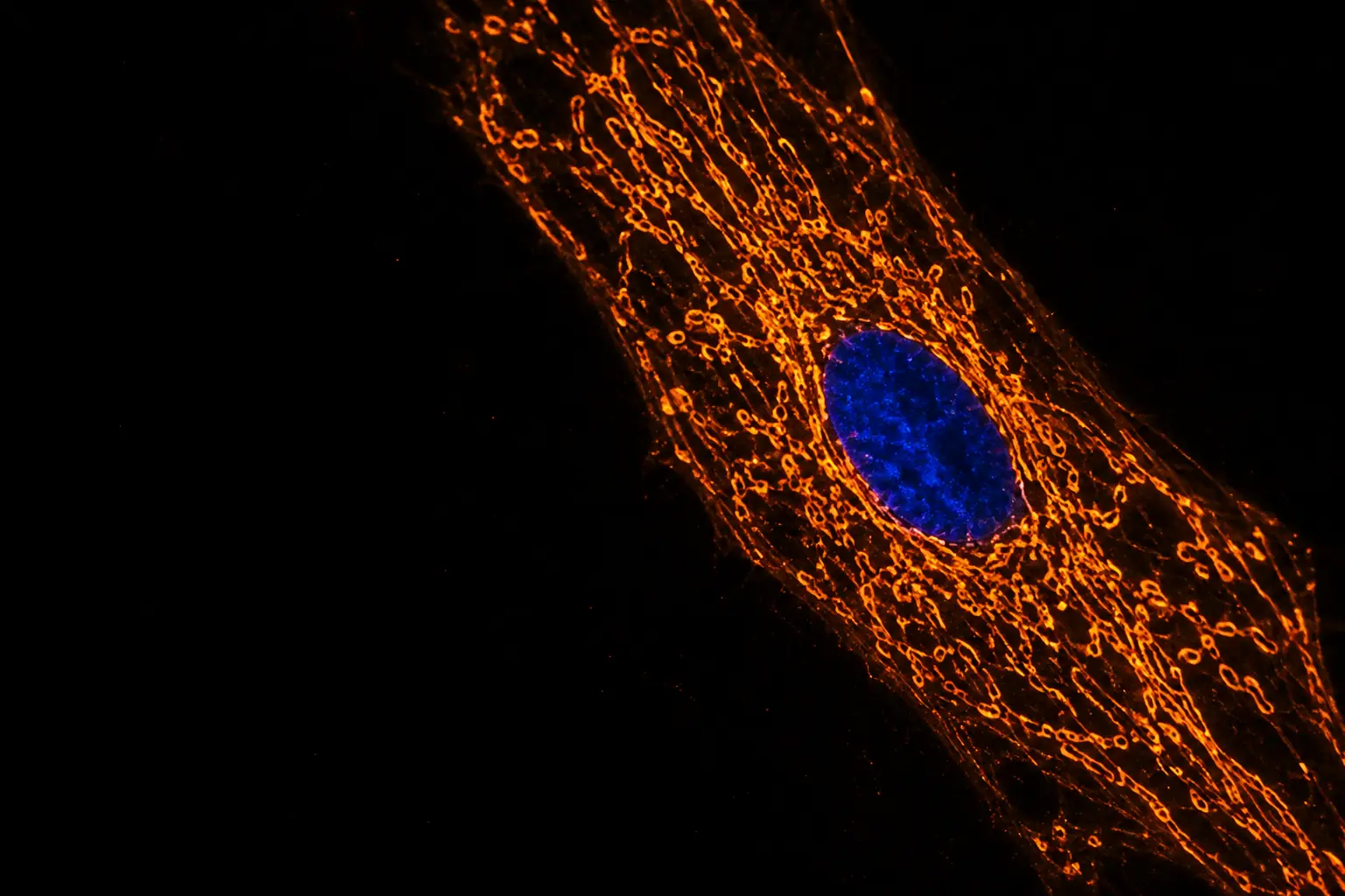 Fluorescence micrograph: the orange mitochondrial network of a human muscle cell around a blue nucleus
