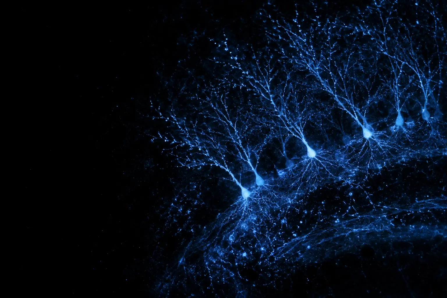 Fluorescence micrograph: hippocampal neurons with dense dendritic trees in soft blue and synapses as fine bright points