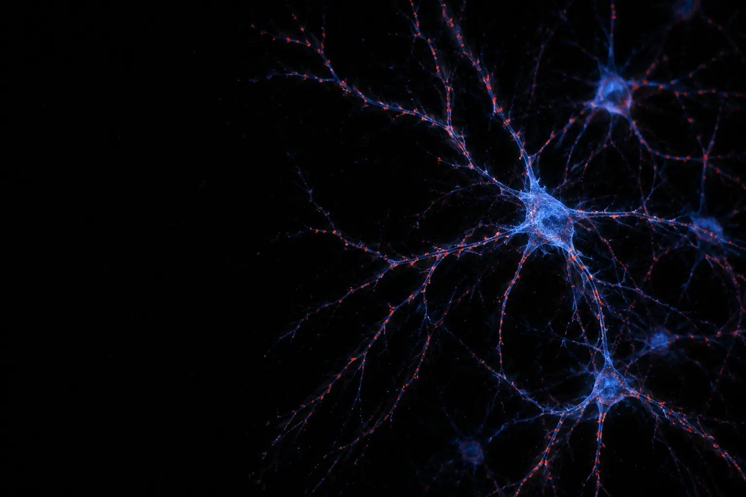 Fluorescence micrograph: cultured cortical neurons with long branching dendrites in soft blue and their mitochondria as fine warm red puncta along the processes