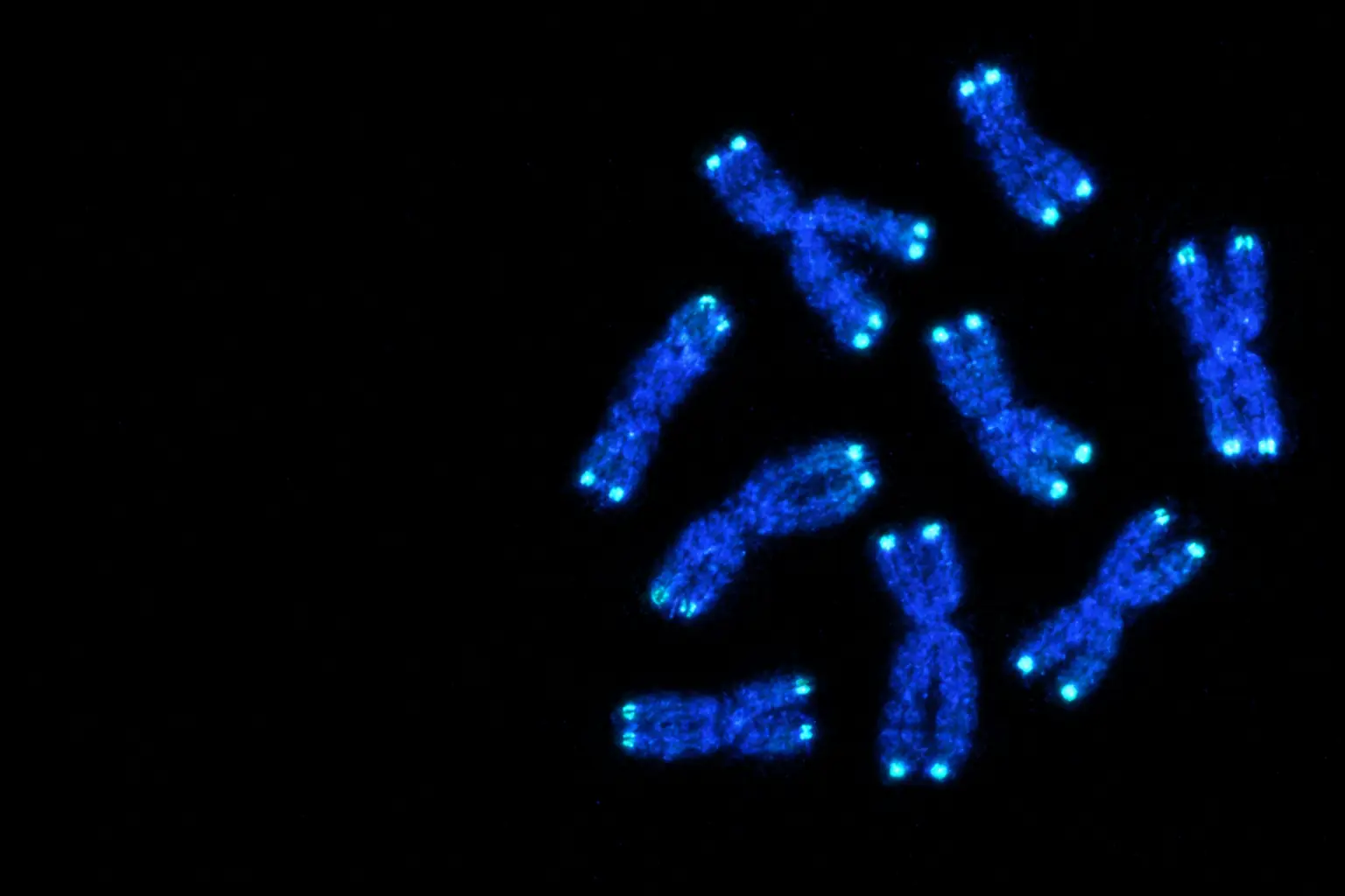 Fluorescence micrograph: condensed human chromosomes tipped with cyan telomere signals