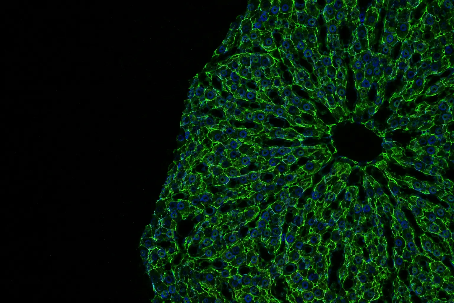 Fluorescence micrograph: liver hepatocytes in neat plates, membranes in green