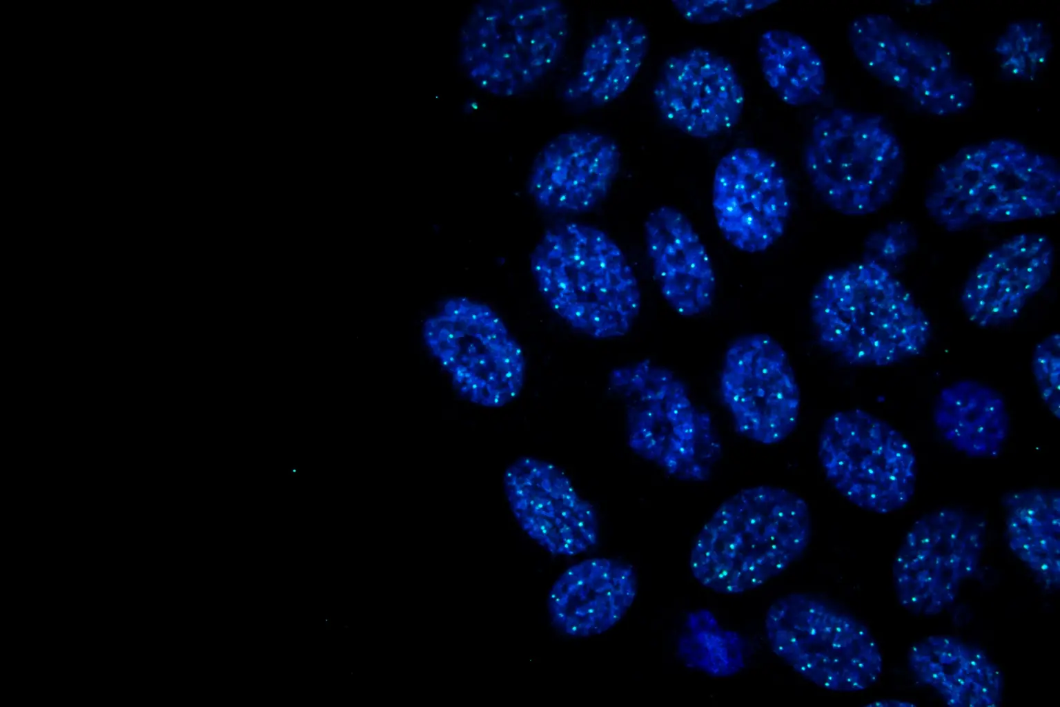 Fluorescence micrograph: field of human cell nuclei in blue each speckled with small cyan telomere signals
