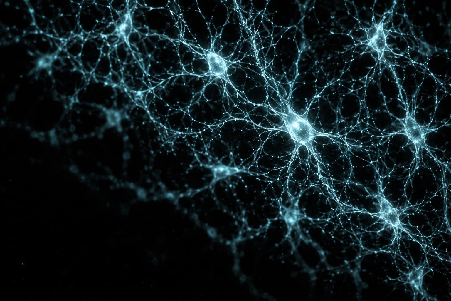 Fluorescence micrograph of the branching osteocyte network inside bone