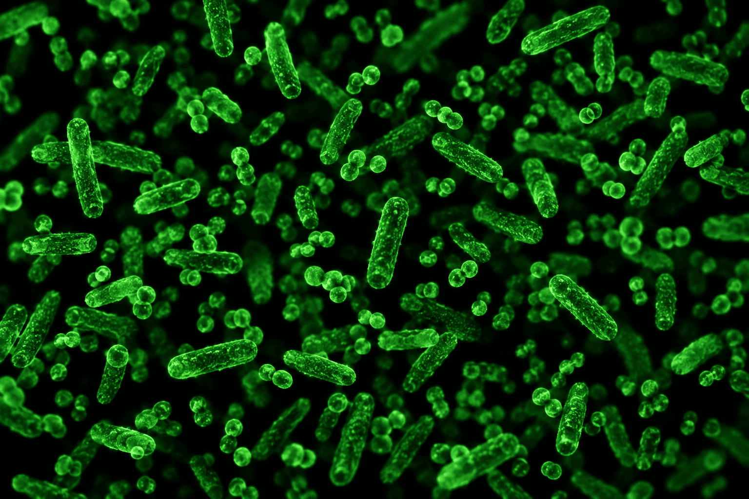 Fluorescence micrograph of gut bacteria