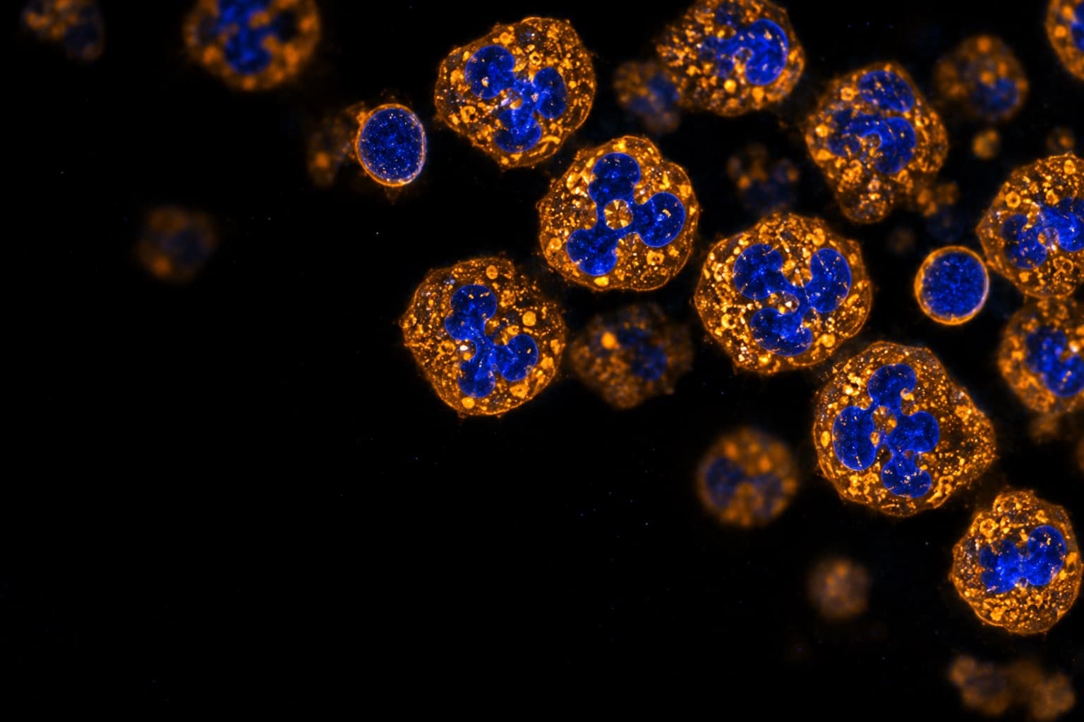 Fluorescence micrograph of white blood cells with lobed nuclei