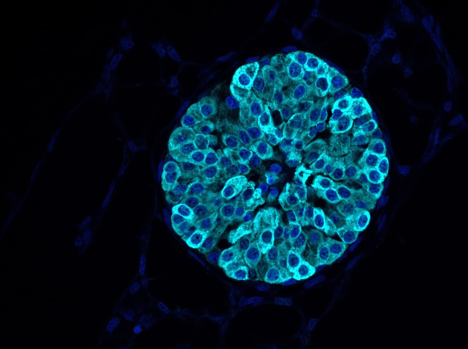 A pancreatic islet: insulin-producing beta cells in cyan, nuclei in blue, fluorescence micrograph