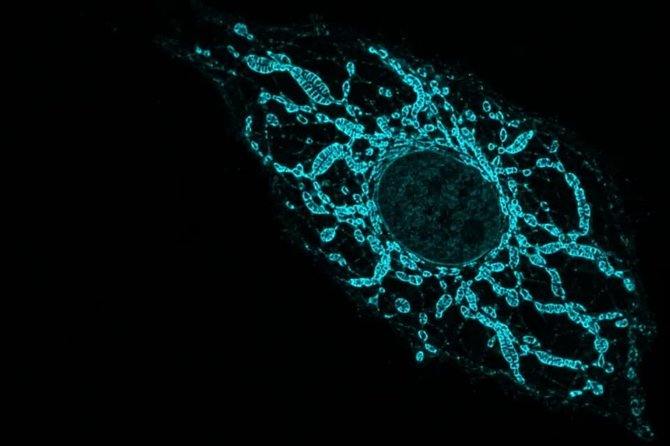 Fluorescence micrograph of mitochondria